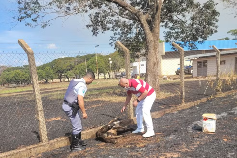 Tamanduá tem 90% do corpo queimado em incêndio próximo a rodovia de Araçatuba