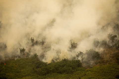 Pantanal tem este ano maior área queimada em junho