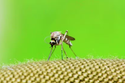 Saúde confirma terceira morte por chikungunya em Icém